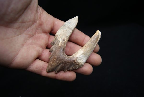 Molar de Basilosaurus