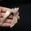Molar de Basilosaurus