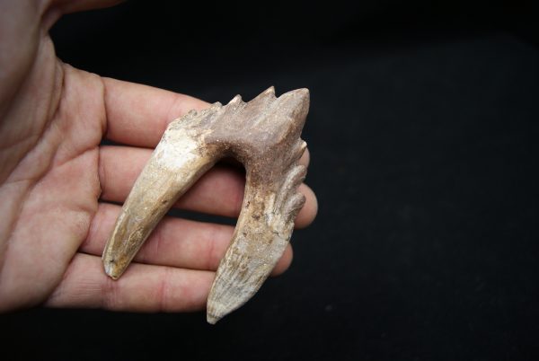 Molar de Basilosaurus