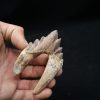 Molar de Basilosaurus
