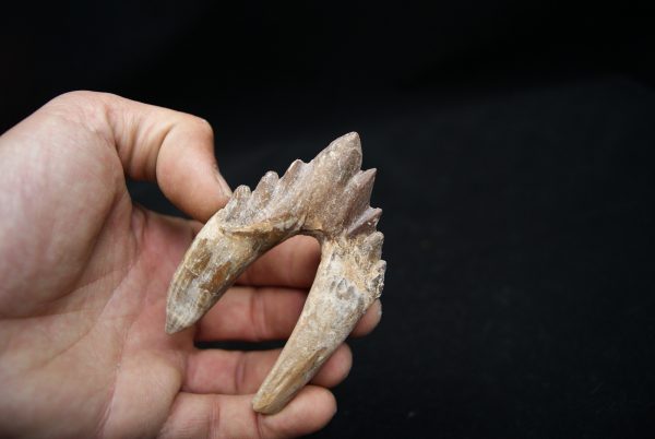 Molar de Basilosaurus