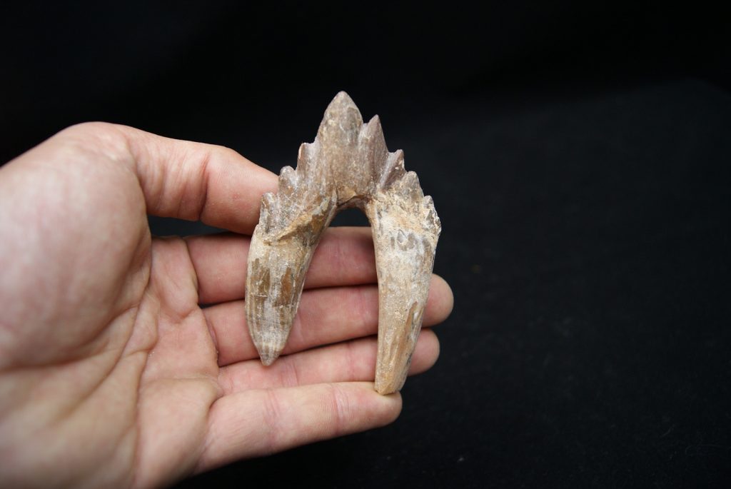 Molar de Basilosaurus