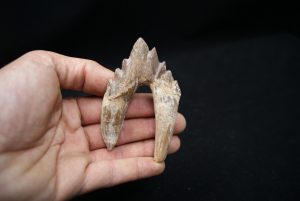 Molar de Basilosaurus