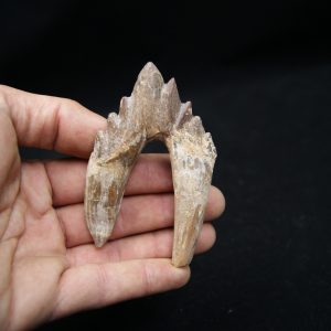 Molar de Basilosaurus