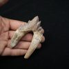 Molar de Basilosaurus