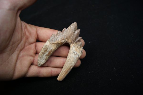 Molar de Basilosaurus