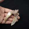 Molar de Basilosaurus