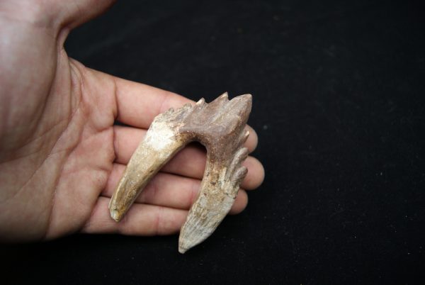 Molar de Basilosaurus