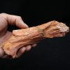 Hueso de mandíbula de cocodrilo