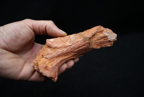 Hueso de mandíbula de cocodrilo