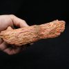 Hueso de mandíbula de cocodrilo