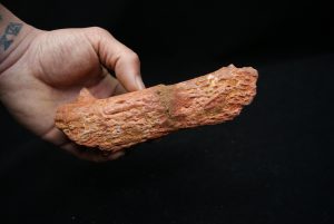 Hueso de mandíbula de cocodrilo