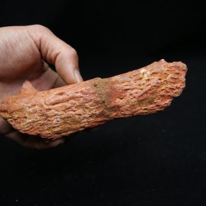 Hueso de mandíbula de cocodrilo