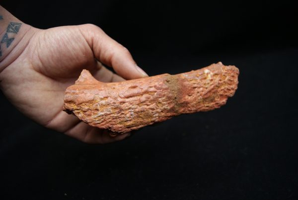 Hueso de mandíbula de cocodrilo