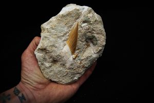 Otodus obliquus incrustado en matriz