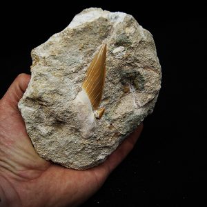 Otodus obliquus incrustado en matriz