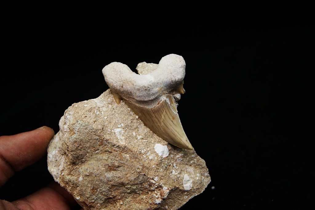 Otodus obliquus en matriz
