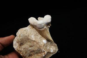 Otodus obliquus en matriz