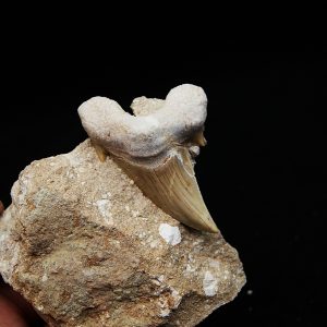 Otodus obliquus en matriz