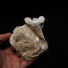 Otodus obliquus en matriz