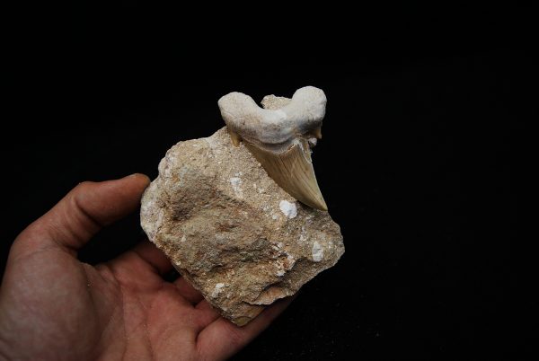 Otodus obliquus en matriz