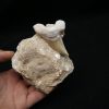Otodus obliquus en matriz