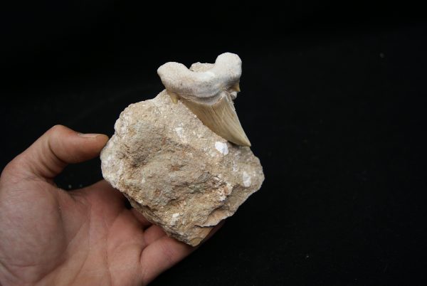 Otodus obliquus en matriz