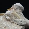 Otodus obliquus en matriz
