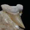 Otodus obliquus en matriz
