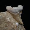 Otodus obliquus en matriz