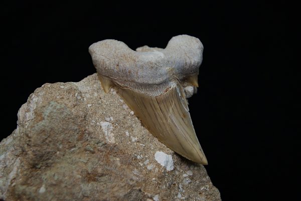 Otodus obliquus en matriz