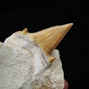 Otodus obliquus en Matriz - Fósil de Alta Calidad