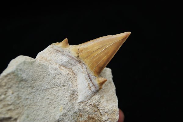 Otodus obliquus en Matriz - Fósil de Alta Calidad