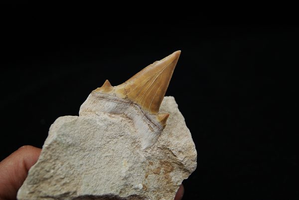 Otodus obliquus en Matriz - Fósil de Alta Calidad