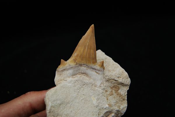 Otodus obliquus en Matriz - Fósil de Alta Calidad