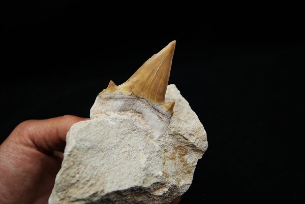 Otodus obliquus en Matriz - Fósil de Alta Calidad