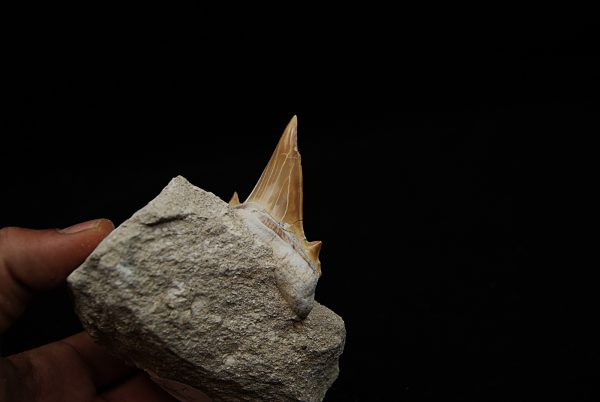 Otodus obliquus en Matriz - Fósil de Alta Calidad