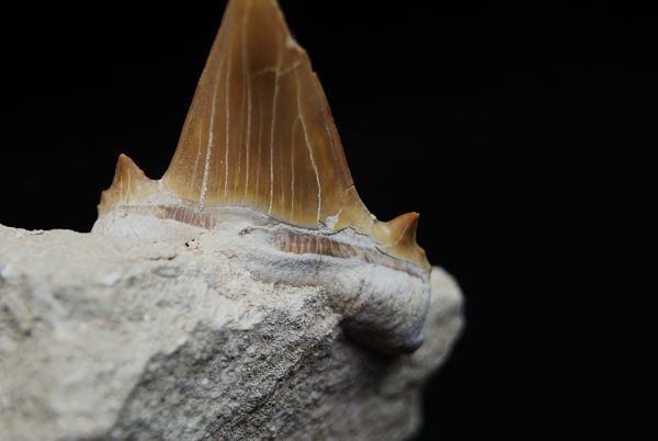 Otodus obliquus en Matriz - Fósil de Alta Calidad