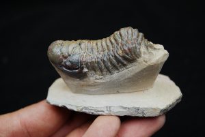 Trilobite Crotalocephalus Gibbus