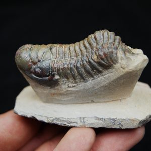 Trilobite Crotalocephalus Gibbus
