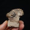 Trilobite Crotalocephalus gibbus