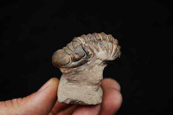 Trilobite Crotalocephalus gibbus
