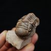 Trilobite Crotalocephalus gibbus