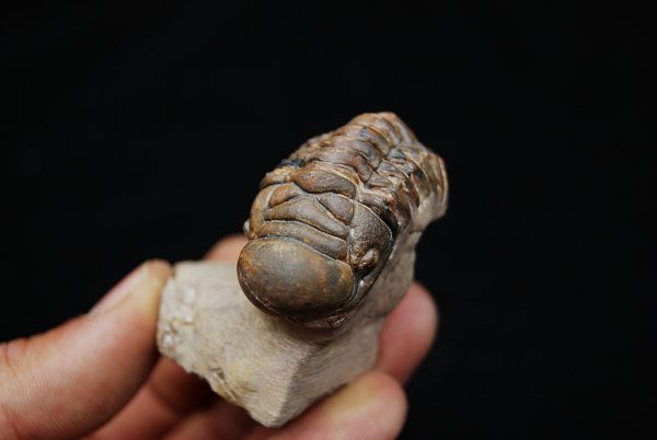 Trilobite Crotalocephalus gibbus