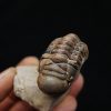 Trilobite Crotalocephalus gibbus