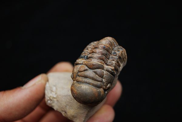 Trilobite Crotalocephalus gibbus