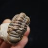 Trilobite Crotalocephalus gibbus