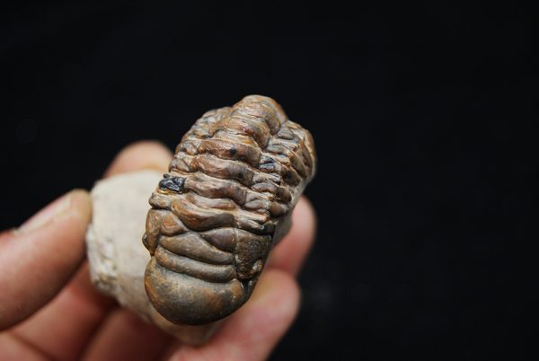 Trilobite Crotalocephalus gibbus