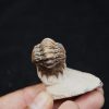 Trilobite Crotalocephalus gibbus