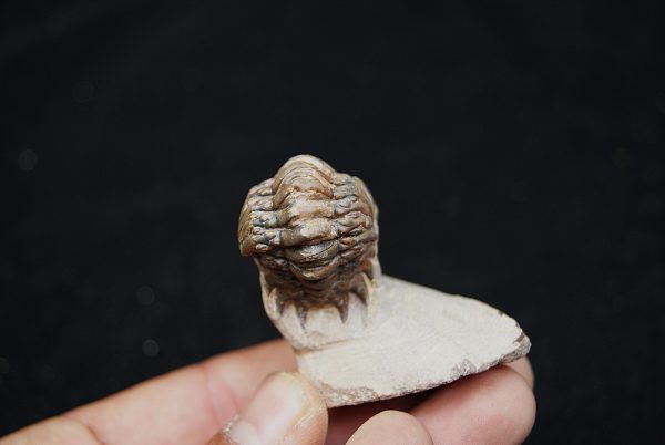 Trilobite Crotalocephalus gibbus